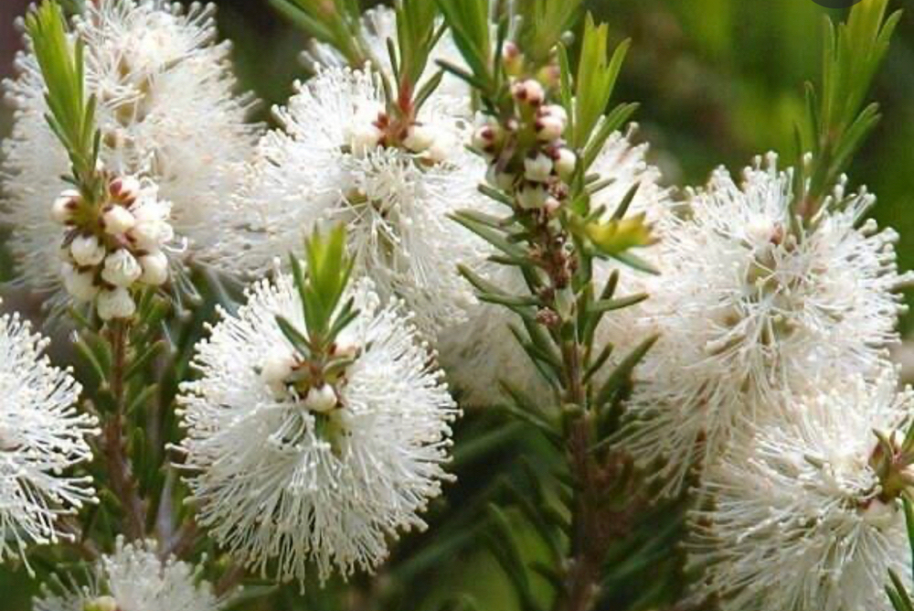 Tea Tree Scalp Therapy