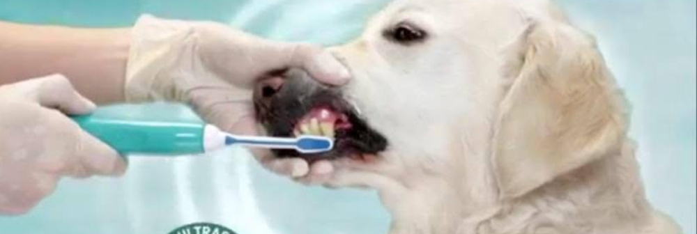Tooth Brush Test