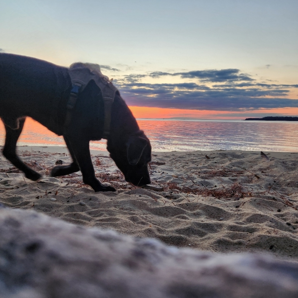 Adventure Time at The Dog Mom Pet Services in Lusby, MD