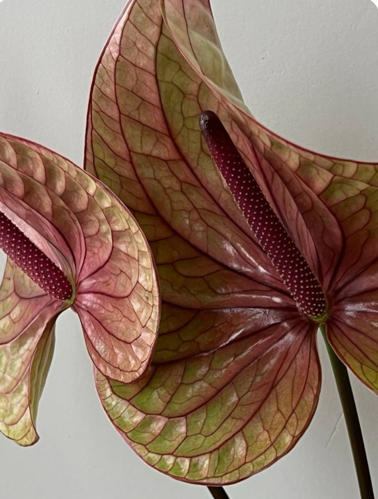 BRAZILIAN MAINTENCE at SLICKED in Lufkin, TX