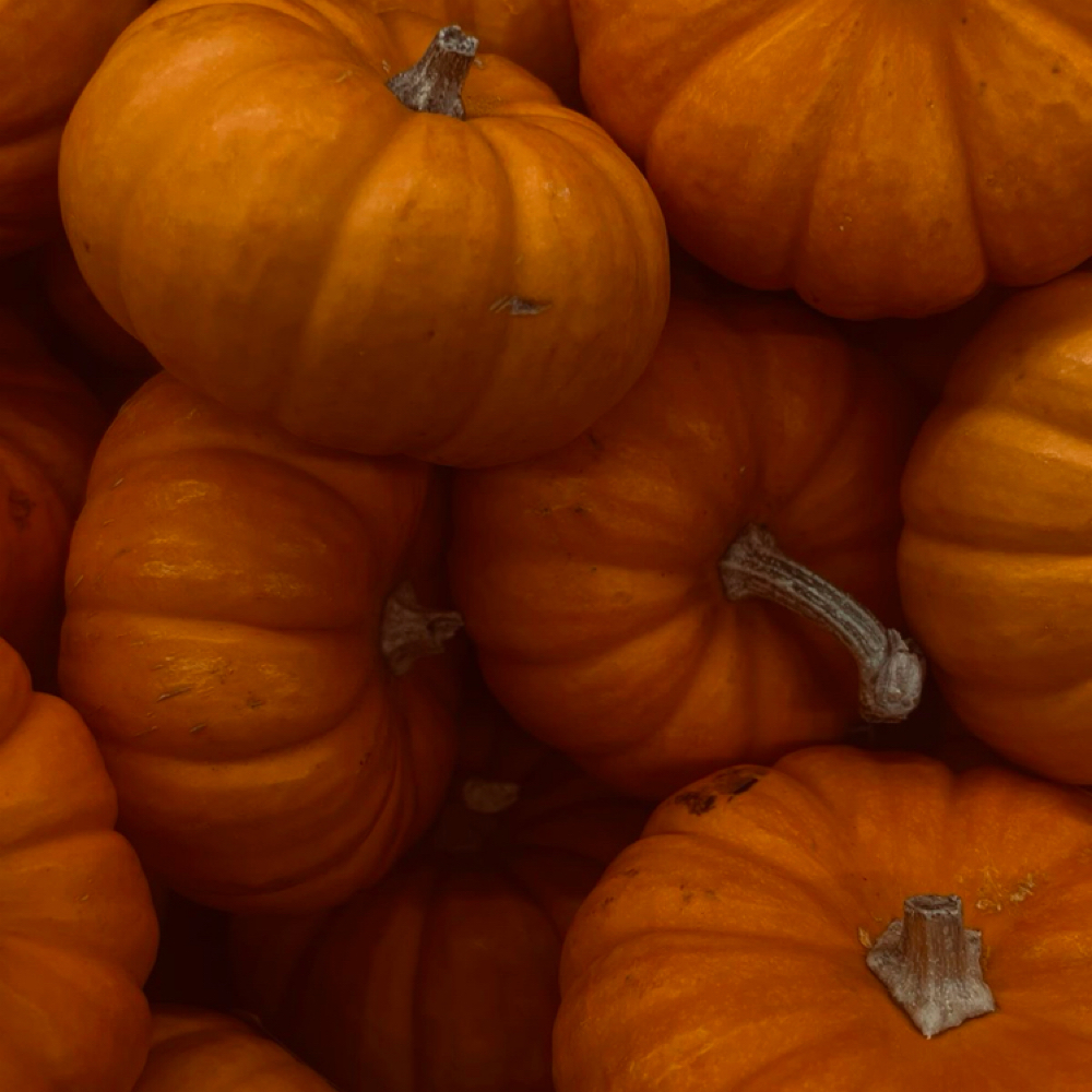 Pumpkin Spice Facial at 333 Esthetics in Grand Junction, CO