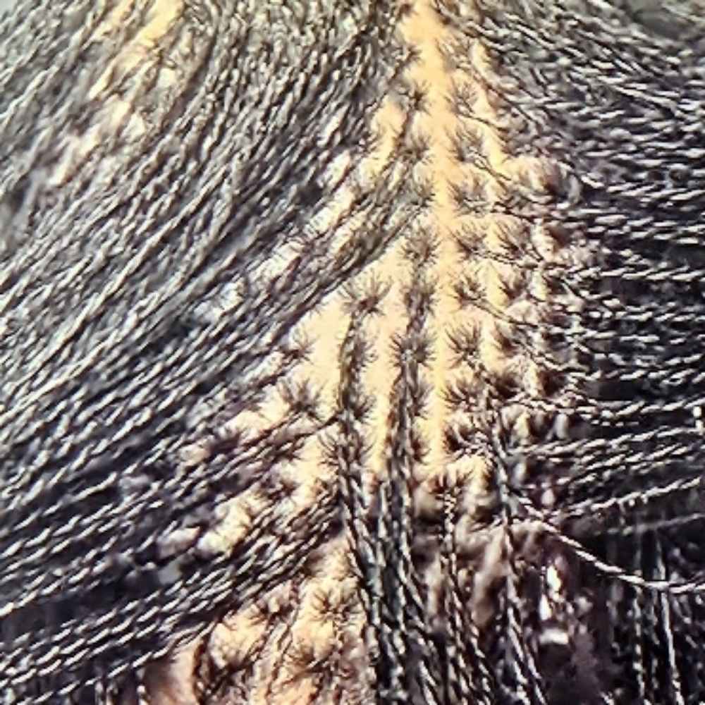 Sisterlocs Retighting at Locs, Braids & Twists in Laurel, DE