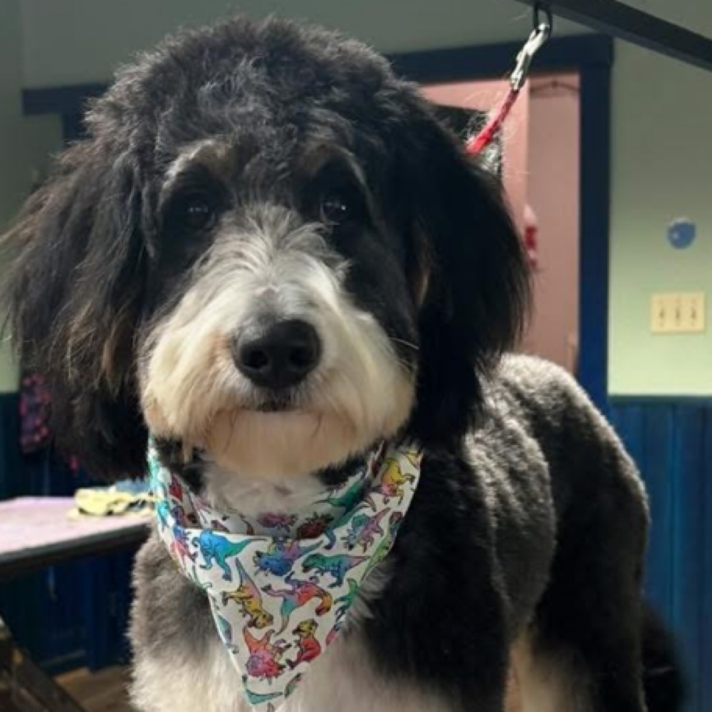 Full Groom| Second Large Dog at Paw Spa by Allison in Mt. Carroll, IL