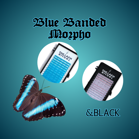Blue Banded Morpho Lash Flash
