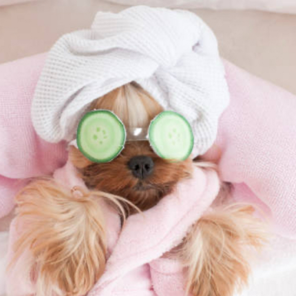 Gift Certificates at Paw Spa by Allison in Mt. Carroll, IL