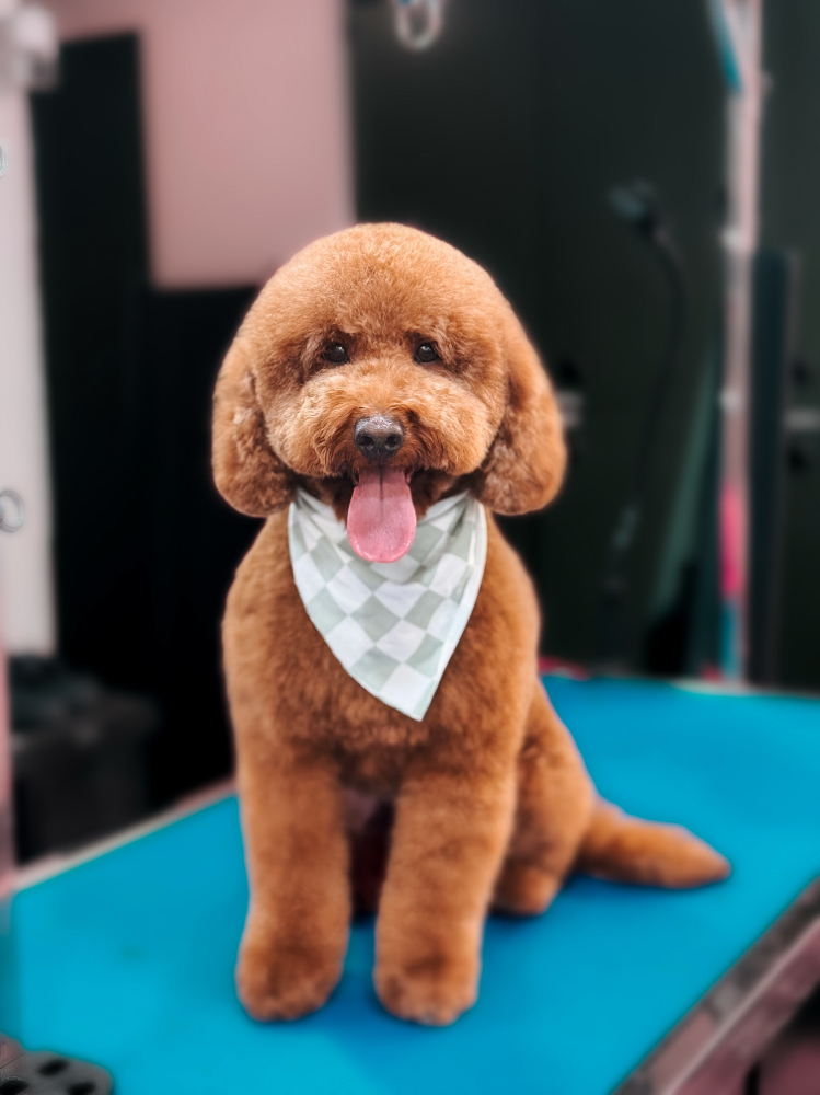 Haircut And Style For Dogs