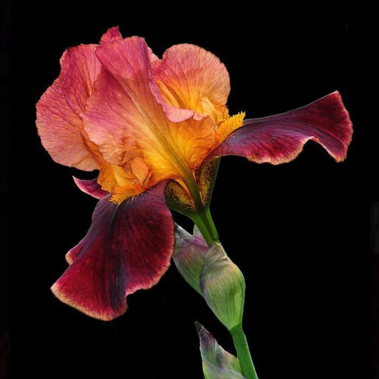 Root Retouch at JR Hair Co. in Lincoln, NE