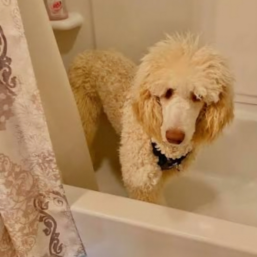 Bath - Large, Curly, Poodle/Doodle at Tail Waggers Grooming LLC in Fort Worth, TX