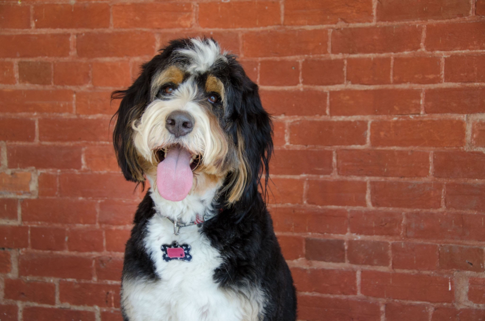 Bernedoodle Bath