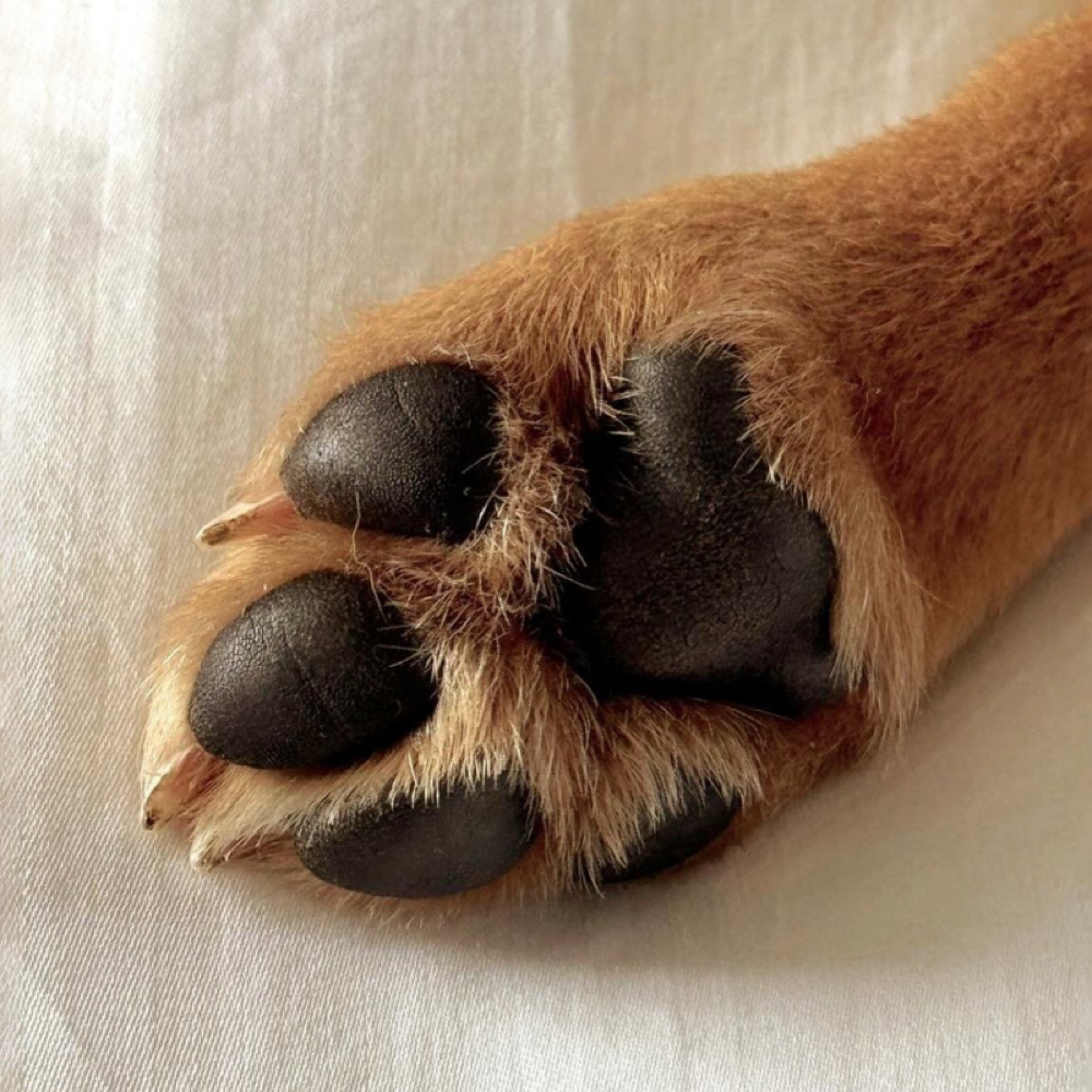 Paw Moisturizing Treatment at Bark Avenue Private Grooming Salon in Manitou Springs, CO