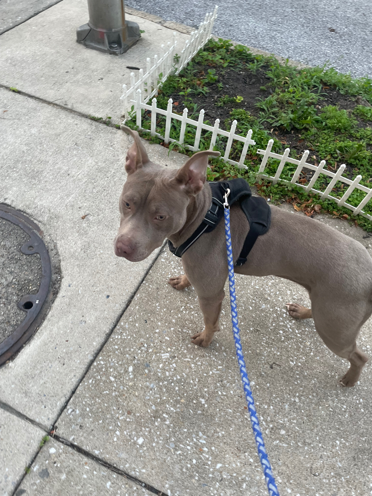 Dog Walking Sessions at Paws and Pubs Patrol in Baltimore, MD