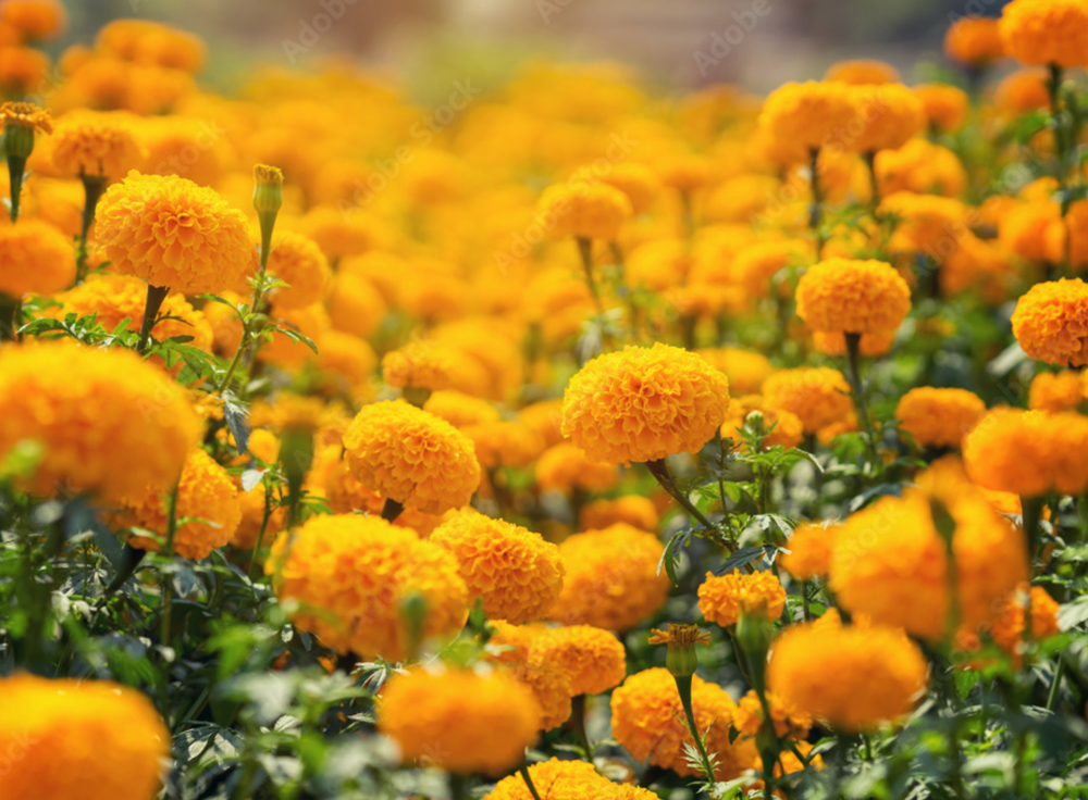 Complementary Relaxation Immersion