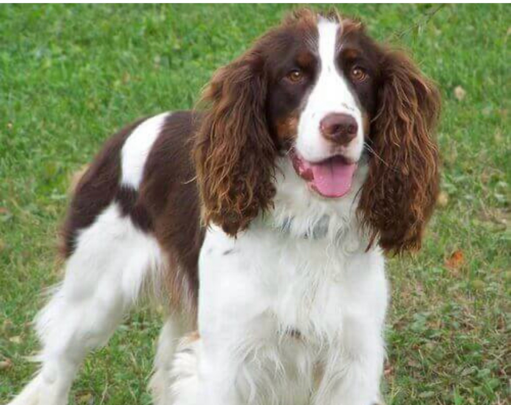 Springer Spaniel at Saltypaw Dog Grooming in Kalama, WA