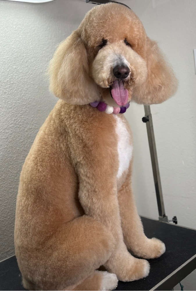 Extra Extra Fluff at The Shiny Puppy LLC in Royse City, TX