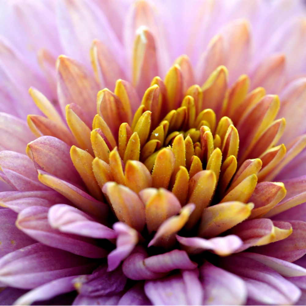 Advanced 120 Min 4 Sessions at VIP Beauty & Wellness in 28209