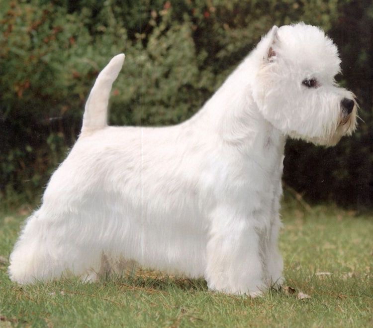 Westie - Bath & Fluff