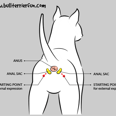 Anal Gland Expression at Bark and Bork Mobile Pet Spa