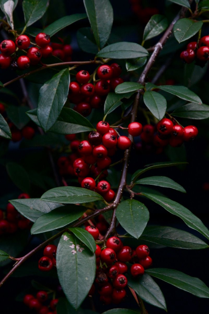 Autumn Berry Bliss Facial