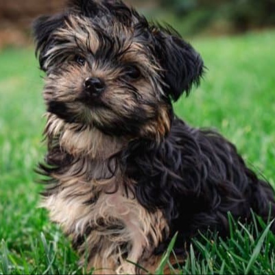 Morkie BBN at The Groom Room in Hope Mills, NC