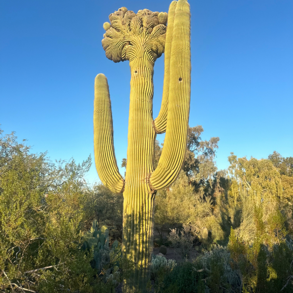 Desert Renewal Facial