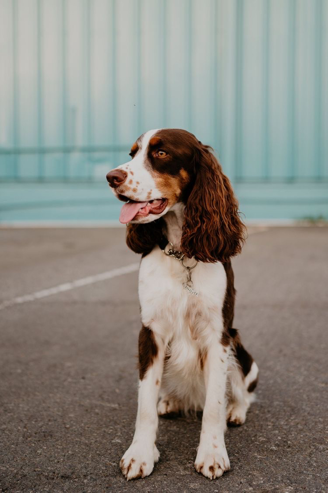 English Springer Spaniel - Haircut