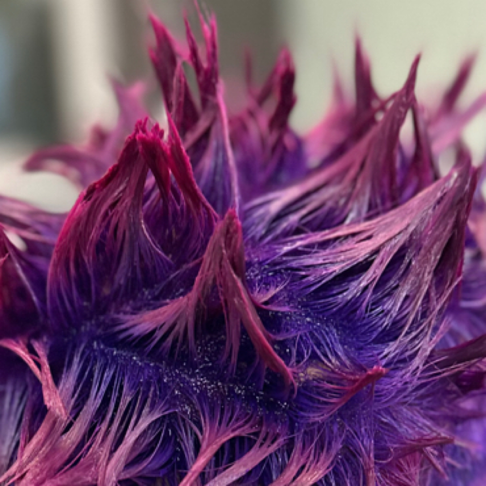 Hairbender Fantasy Colour at Hairbender in Phoenix, AZ