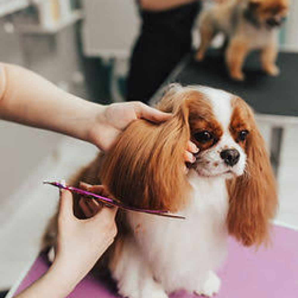 Medium Dog Haicut ( Up To 45lbs) at Pitzer’s Paws Grooming in Live Oak, FL