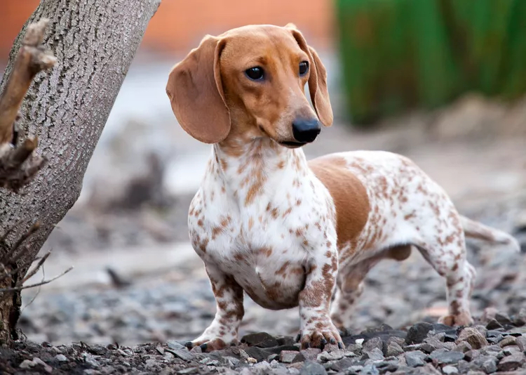 Dashund Bath