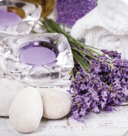 Organic Lavender Experience