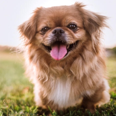 Pekingese BBN at The Groom Room in Hope Mills, NC