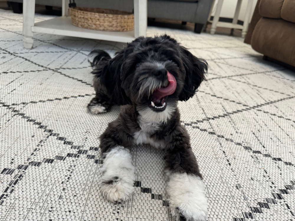 Small Dog (Up To 25 Pounds)