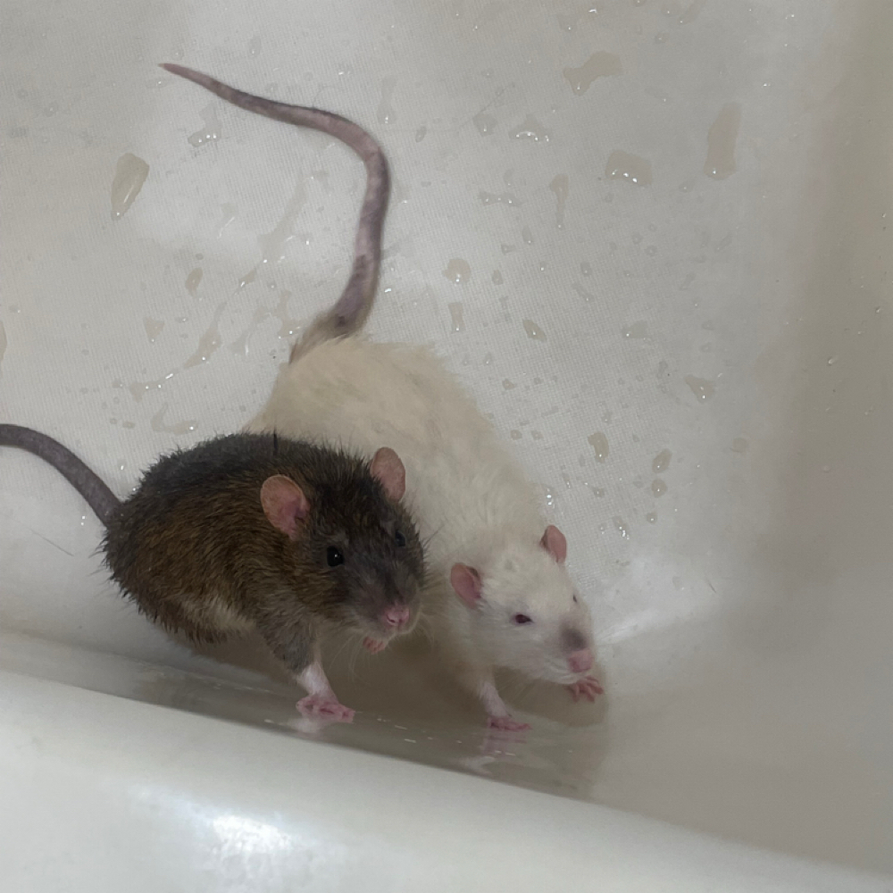 🐁Jewlery🐀 at Scissors Of Oz in Safford, AZ