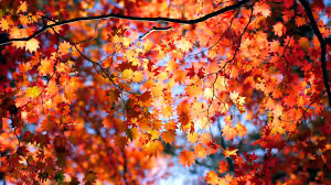 FALL SPECIAL <3 at Visage D’amour Esthetics in Marion, NC