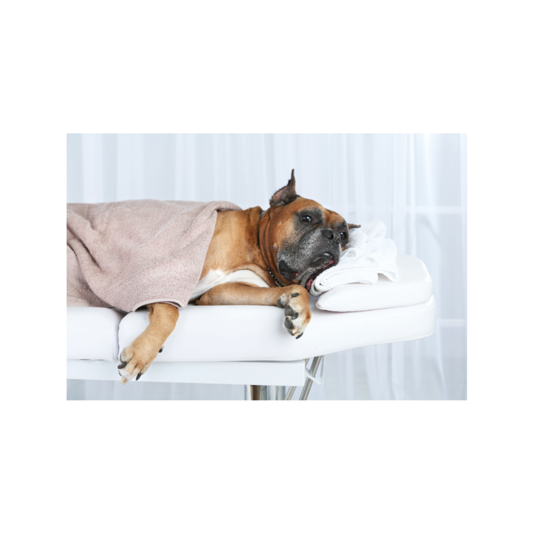 60 min Mobile Table Massage at Guide Your Mind Massage LLC in Hamilton, AL