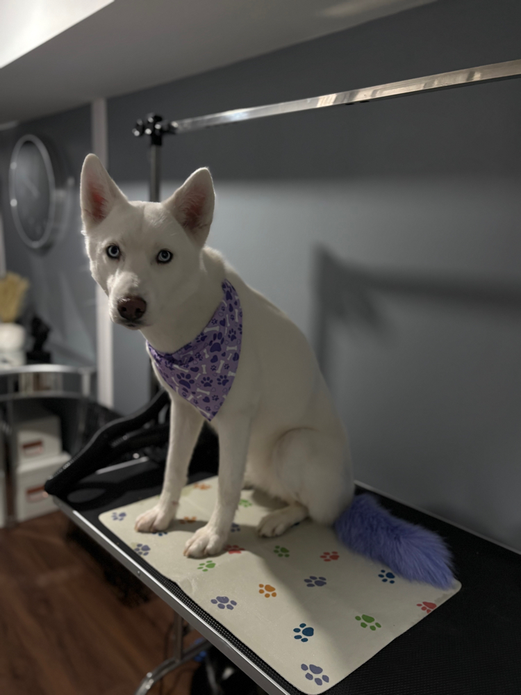 Hair Color for pets