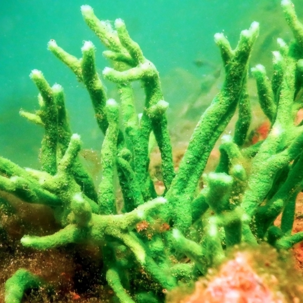 Korean Green Sea Peel at Upton Aesthetics Cassy Upton L.E. in Suprise, AZ