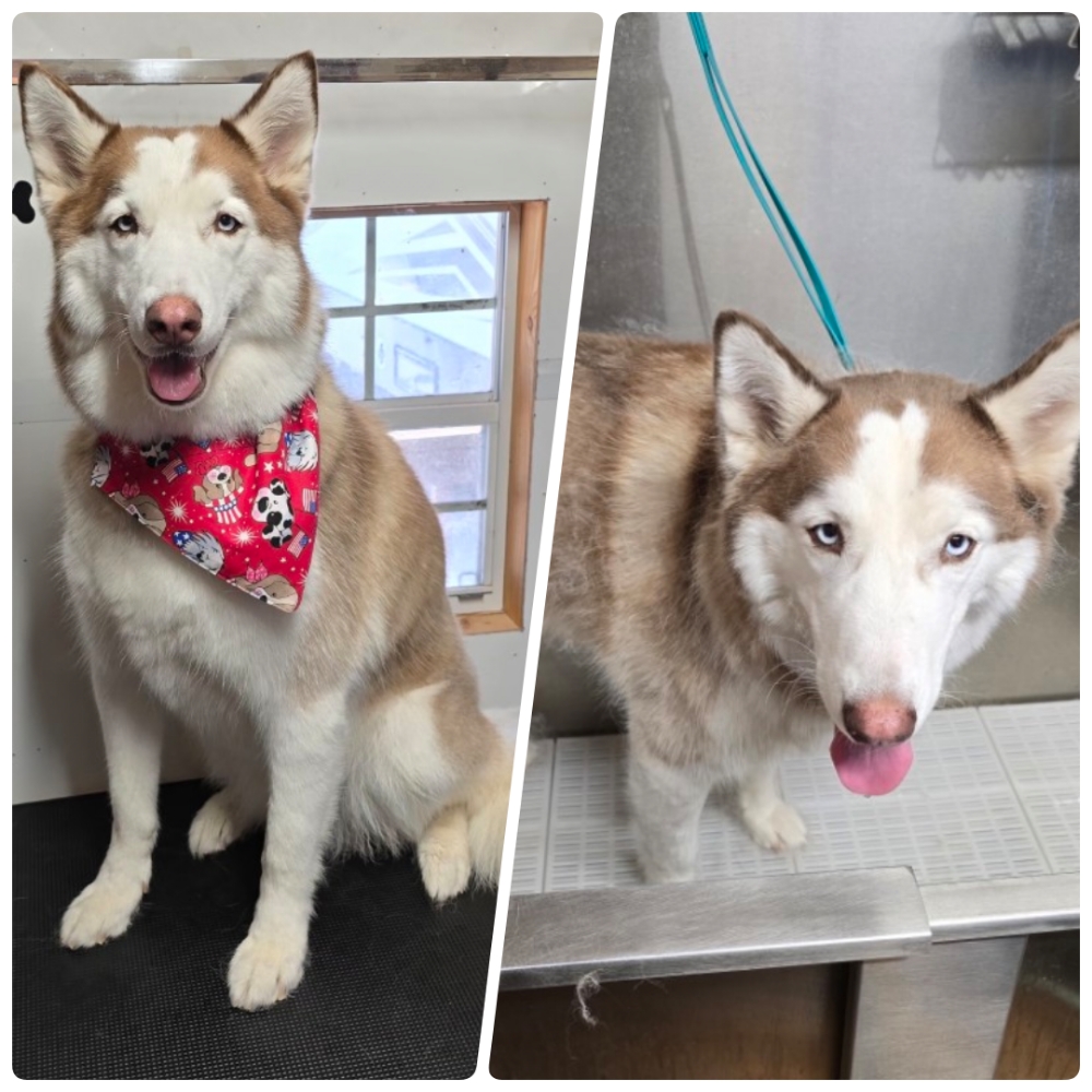 De-shedding Treatment (add-on) at Obie's Dog Grooming in Monahans, TX