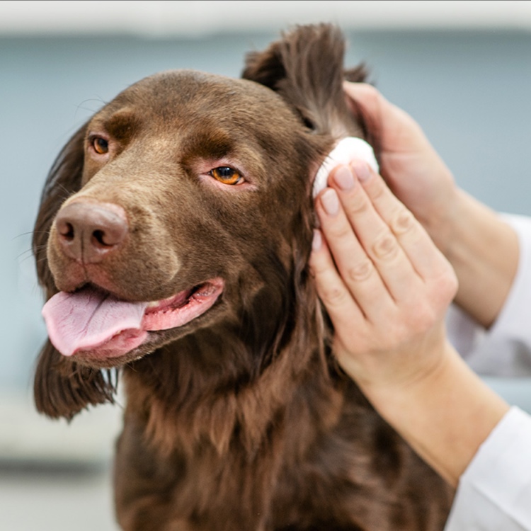Ear Care at The Groom Room in Hope Mills, NC
