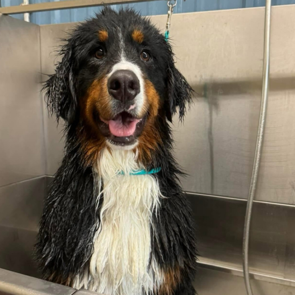 XL-Bath Package(90lbs+)🛁 at Fur North Pet Spa in Minnesota, MN
