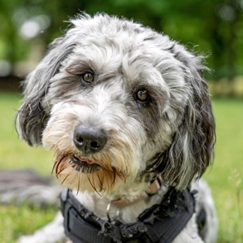 Aussiedoodle at The Groom Room in Hope Mills, NC