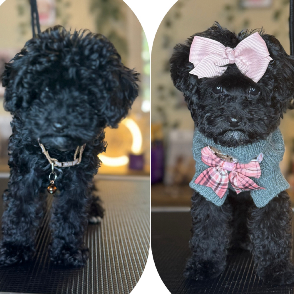 Bark All Day Signature Teddy Cut at Bark All Day Daycare & Grooming in Oklahoma City, OK