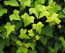 Brow Shaping & Clean Up