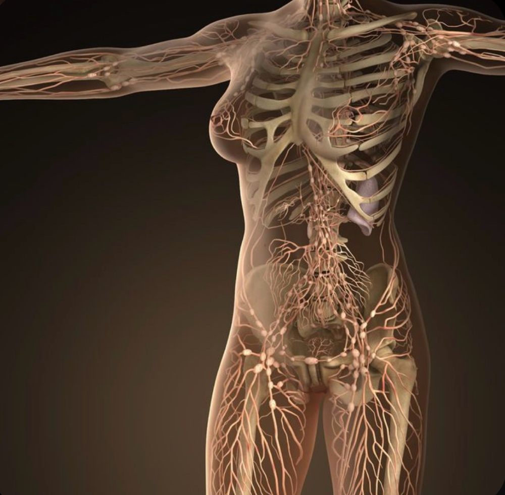 90 Min Lymphatic Drainage Massage at The Omni Wellness Studio in McAllen, TX