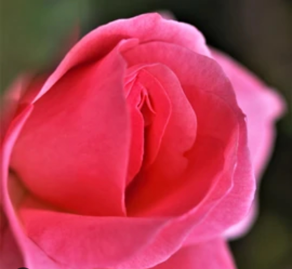 Vaginal Rejuvenation