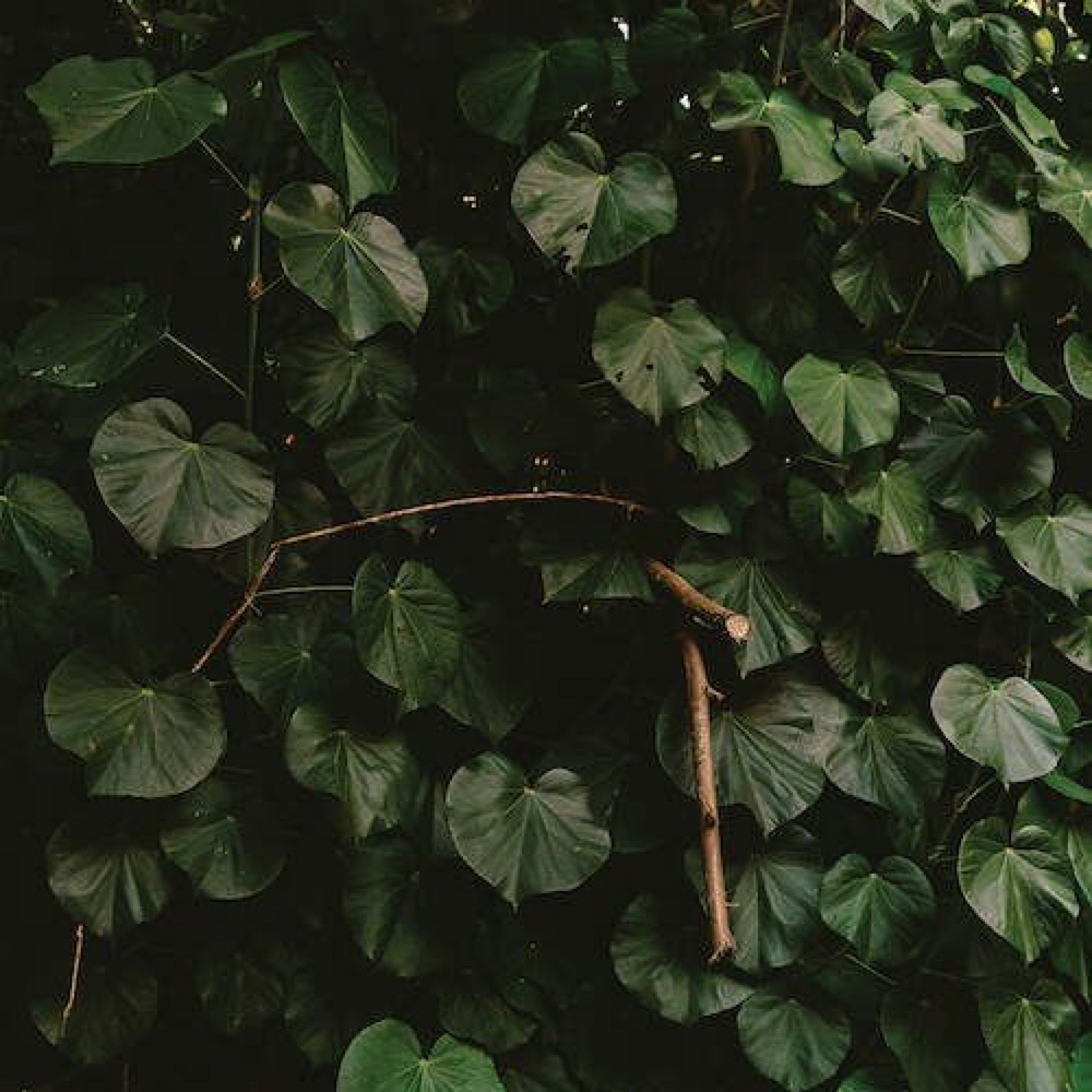 Rooted Care| Coming 2027 at Deeply Rooted Hair in Ashburn, VA