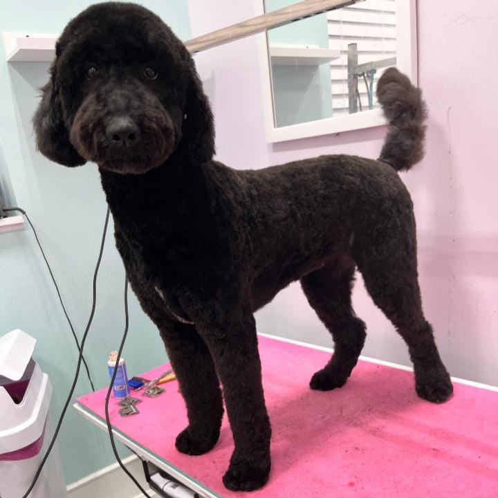 Medium/large Doggy Haircut at Dog grooming by loreena and spa in Charlotte, NC