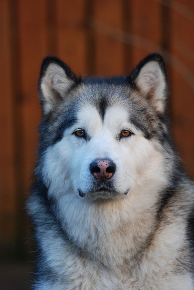 Alaskan Malamute - Bath & Fluff