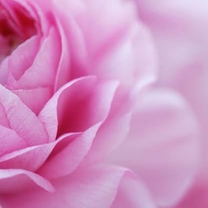 2 Week Volume Refill