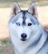 Husky Bath