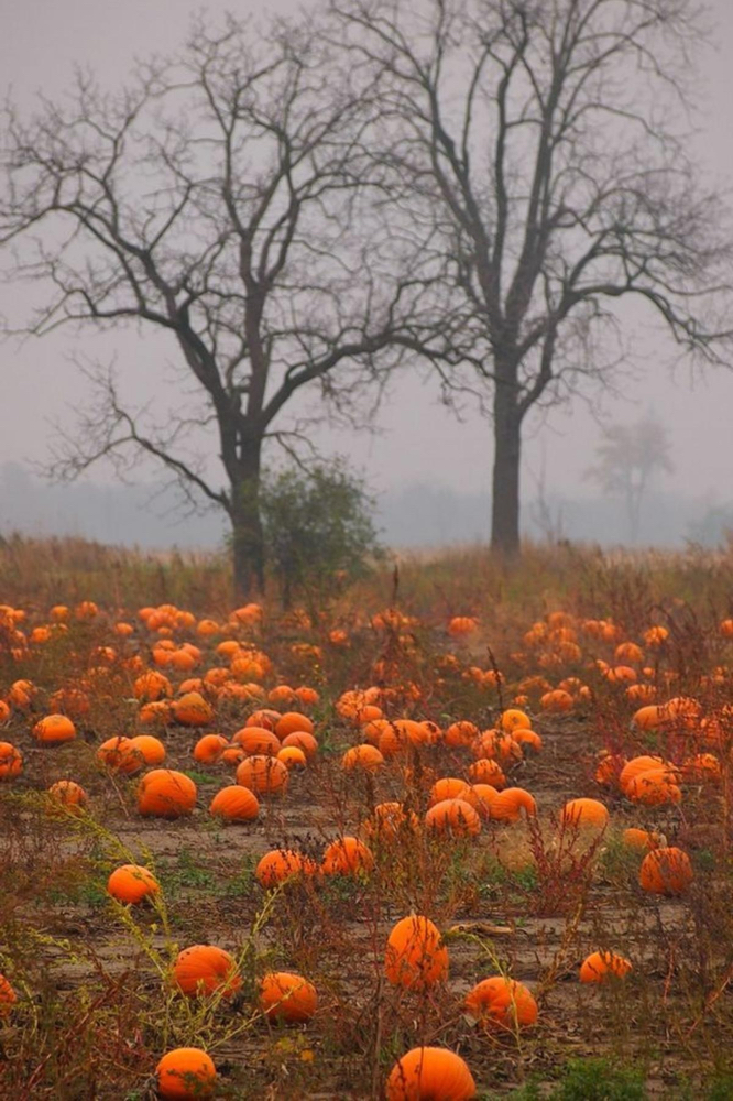 Pumpkin Peel